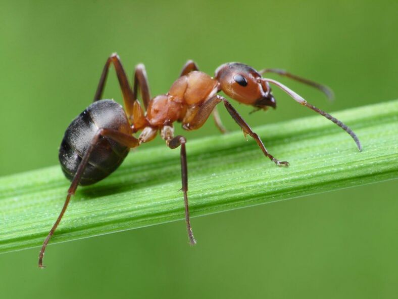 ant and prostatitis treatment