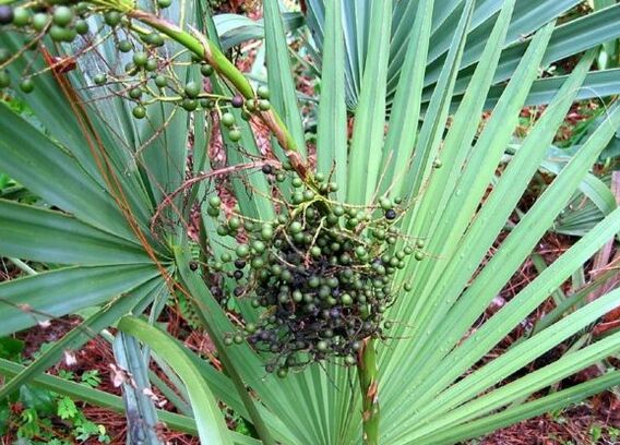 Sabal or grace crawling